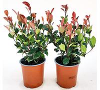 POWERS TO FLOWERS - PHOTINIA LITTLE RED ROBIN VASO 13 CM, 2 PIANTE, piante vere
