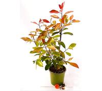 POWERS TO FLOWERS - PHOTINIA RED ROBIN VASO 17 CM, ALTEZZA 60/70CM, pianta vera