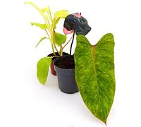 POWERS TO FLOWERS - PHYLODENDRON MONSTERA COLLECTION: PINK PRINCESS, PAINTED LADY, MALAY GOLD, VASO 12cm, piante vere