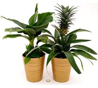 POWERS TO FLOWERS - PIANTA DEL BANANO e PIANTA DELL'ANANAS, DUO PIANTE DA FRUTTO TROPICALI, IN VASO CERAMICA ORO, vaso13CM, piante vere