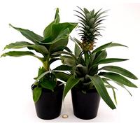 POWERS TO FLOWERS - PIANTA DEL BANANO e PIANTA DELL'ANANAS, DUO PIANTE DA FRUTTO TROPICALI, vaso13CM, piante vere