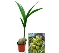 POWERS TO FLOWERS - PIANTA DEL COCCO, COCOS NUCIFERA, VASO 16 CM DIAMETRO, ALTEZZA 140CM, pianta vera