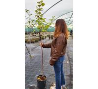 POWERS TO FLOWERS - PIANTA DI CILIEGIO LA MORA DI CAZZANO o MORA DI VERONA, VASO 20CM DIAMETRO, ALTEZZA 160CM, pianta vera