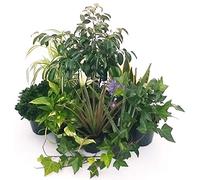 POWERS TO FLOWERS - PIANTE PURIFICA ARIA MAXI SET 10 MIGLIORI VARIETA', piante vere