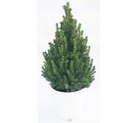 POWERS TO FLOWERS - PICEA GLAUCA CONICA IN VASO CERAMICA BIANCO A RIGHE, ALBERO DI NATALE, altezza 75cm, pianta vera
