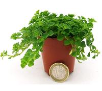 POWERS TO FLOWERS - PILEA DEPRESSA BABY TEARS MINI, 2 PIANTE, IDEALE PER TERRARIUM, pianta vera