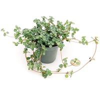 POWERS TO FLOWERS - PILEA LIBANENSIS MINI, IDEALE PER TERRARIUM, pianta vera