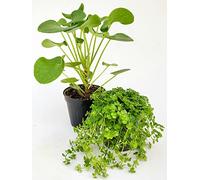 POWERS TO FLOWERS - PILEA PEPEROMIOIDES e PILEA DEPRESSA SAO PAULO, pianta vera