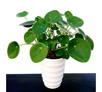 POWERS TO FLOWERS - PILEA PEPEROMIOIDES IN VASO CERAMICA BIANCO A CERCHI CONCENTRICI, pianta vera