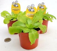 POWERS TO FLOWERS - PINGUICOLA SET 3 VARIETA: GUATEMALA, AGNATA e ANNA, VASO 9 CM, piante vere