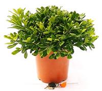 POWERS TO FLOWERS - PITTOSFORO VERDE XXXL, PITTOSFORMUM, VASO 30 pianta vera
