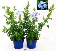 POWERS TO FLOWERS - PLUMBAGO 2 PIANTE, VASO 14CM, piante vere