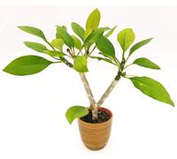 POWERS TO FLOWERS - PLUMERIA FRANGIPANI IN VASO CERAMICA BICOLORE, altezza 60cm, pianta vera
