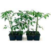 POWERS TO FLOWERS - POMODORO CHILO, 8 PIANTE BIO, Piante vere