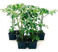 POWERS TO FLOWERS - POMODORO COSTOLUTO, 12 PIANTE BIO, Piante vere