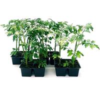 POWERS TO FLOWERS - POMODORO COSTOLUTO, 16 PIANTE BIO, Piante vere