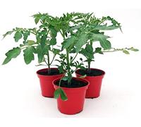 POWERS TO FLOWERS - POMODORO DATTERINO BIO 3 PIANTE, Vaso 10cm, piante vere