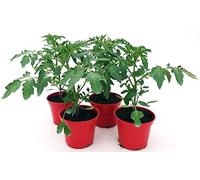 POWERS TO FLOWERS - POMODORO DATTERINO BIO 4 PIANTE, Vaso 10cm, piante vere