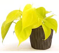 POWERS TO FLOWERS - POTHOS NEON IN VASO CERAMICA ANTRACITE, pianta vera