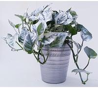 POWERS TO FLOWERS - POTHOS SCANDENS N'JOY COLOR LIFE ARGENTO IN VASO CERAMICA ARGENTATO, v13cm diametro, pianta vera