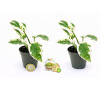 POWERS TO FLOWERS - POTOS SCINDAPSUS NJOY, N'JOY MINI, IDEALE PER TERRARIUM, 2 PIANTE, Vaso 5,5cm, Piante Vere