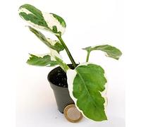 POWERS TO FLOWERS - POTOS SCINDAPSUS NJOY, N'JOY MINI, IDEALE PER TERRARIUM, Vaso 5,5cm, Pianta Vera