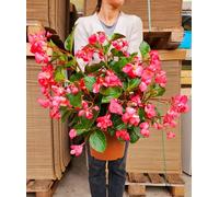 POWERS TO FLOWERS - POWERS TO FLOWERS - BEGONIA BIG VASO 22CM DIAMETRO, A FIORE ROSA, BEGONIA DRAGON, piante vere