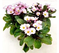 POWERS TO FLOWERS - PRIMULA VERIS AURICOLA ROSA DELLE ALPI, 3 PIANTE, VASO 9CM DIAMETRO, piante vere