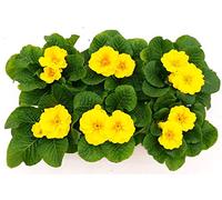 POWERS TO FLOWERS - PRIMULA VERIS "GELIDA" GIALLA, 6 PIANTE VASO 10CM, piante vere