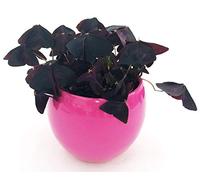 POWERS TO FLOWERS - QUADRIFOGLIO OXALIS VIOLA IN VASO CERAMICA ROSA, pianta vera