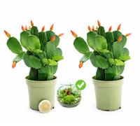 POWERS TO FLOWERS - RHIPSALIS ROSSO MICRO IDEALE PER TERRARIUM, 2 PIANTE, NATALINA, PASQUALINA, VASO 5,5 CM, pianta vera