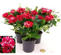 POWERS TO FLOWERS - ROSA DA GIARDINO NANA RAMPICANTE e RIFIORENTE, ROSA ROSSA BICOLORE, 3 PIANTE, VASO 8CM, Piante Vere