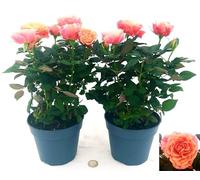 POWERS TO FLOWERS - ROSA DA GIARDINO RAMPICANTE e RIFIORENTE, ROSA ARANCIO CON SCREZIATURE, 2 PIANTE, Piante Vere