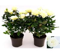POWERS TO FLOWERS - ROSA DA GIARDINO RAMPICANTE e RIFIORENTE, ROSA BIANCA, 2 PIANTE, Piante Vere
