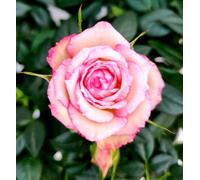 POWERS TO FLOWERS - ROSA DA GIARDINO RAMPICANTE e RIFIORENTE, ROSA BICOLORE, 2 PIANTE, Piante Vere
