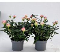 POWERS TO FLOWERS - ROSA DA GIARDINO RAMPICANTE e RIFIORENTE, ROSA BICOLORE, 2 PIANTE, Piante Vere