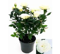 POWERS TO FLOWERS - ROSA DA GIARDINO RAMPICANTEe RIFIORENTE, ROSA BIANCA, Pianta Vera