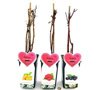 POWERS TO FLOWERS - RUBUS IDAEUS HERITAGE (LAMPONE ROSSO, LAMPONE GIALLO,e LAMPONE NERO, 3 PIANTE, piante vere