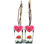 POWERS TO FLOWERS - RUBUS IDAEUS HERITAGE, PIANTA DI LAMPONE ROSSO RIFIORENTE, 2 PIANTE, piante vere