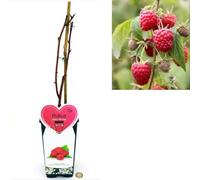 POWERS TO FLOWERS - RUBUS IDAEUS HERITAGE, PIANTA DI LAMPONE ROSSO RIFIORENTE, piante vere