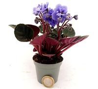 POWERS TO FLOWERS - SAINTPAULIA AZZURRA MICRO IDEALE PER TERRARIUM, 2 PIANTE, VASO 5,5CM, VIOLETTA AFRICANA, pianta vera