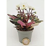 POWERS TO FLOWERS - SAINTPAULIA BIANCA MICRO IDEALE PER TERRARIUM, 2 PIANTE, VASO 5,5CM, VIOLETTA AFRICANA, pianta vera
