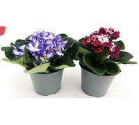 POWERS TO FLOWERS - SAINTPAULIA BICOLORE, 2 PIANTE VASO 11CM, VIOLETTA AFRICANA, pianta vera