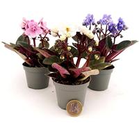 POWERS TO FLOWERS - SAINTPAULIA MICRO TRIS, IDEALE PER TERRARIUM, VASO 5,5CM, VIOLETTA AFRICANA, piante vere
