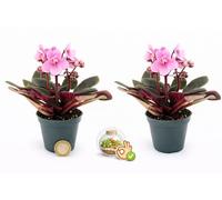 POWERS TO FLOWERS - SAINTPAULIA ROSA MICRO IDEALE PER TERRARIUM, 2 PIANTE, VASO 5,5CM, VIOLETTA AFRICANA, pianta vera