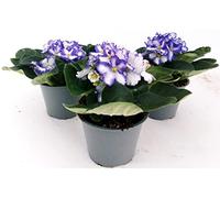 POWERS TO FLOWERS - SAINTPAULIA TRIS VIOLA/BIANCA, 3 PIANTE VASO 11CM, VIOLETTA AFRICANA, pianta vera
