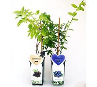 POWERS TO FLOWERS - SAMBUCO e MIRTILLO GIGANTE AMERICANO, IN VASO 14CM, ALTEZZA 50CM, 2 PIANTE, piante vere