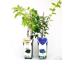 POWERS TO FLOWERS - SAMBUCO e MIRTILLO GIGANTE AMERICANO, IN VASO 14CM, ALTEZZA 50CM, 2 PIANTE, piante vere