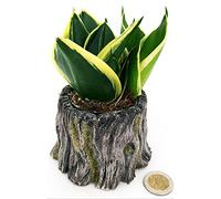 POWERS TO FLOWERS - SANSEVERIA BLACK JADE MINI IDEALE PER TERRARIUM, IN VASO CERAMICA TRONCO D'ALBERO, pianta vera