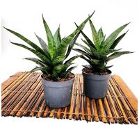 POWERS TO FLOWERS - SANSEVERIA BLACK WIDOW CTOW, 2 PIANTE, VASO 10CM DIAMETRO, piante vere